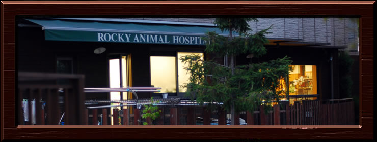 ロッキー動物病院